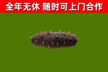 余杭回收海参干